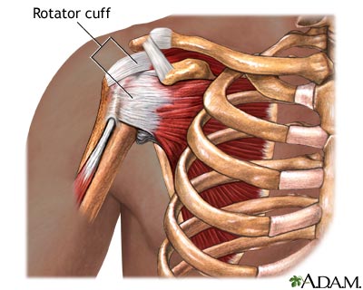 
                  
                    Shoulder and Rotator Cuff 1.5 CEs
                  
                